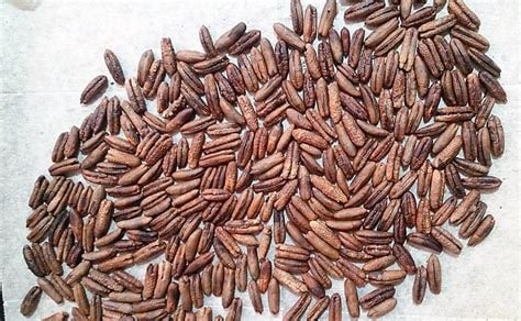 DATELY GRIND! Fresh Roasted Date Seed Grinds- DNA-Kidney-Liver-Fertility/Lactation-Smoking-Rest-Mood