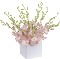 Orchid Joy Box
