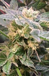 Blue Ribbon Kosher