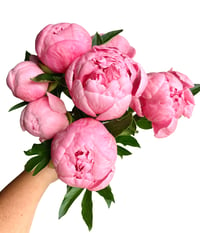 Image 1 of Floral Fundamentals :: Romanced by Peonies JUNE 6th