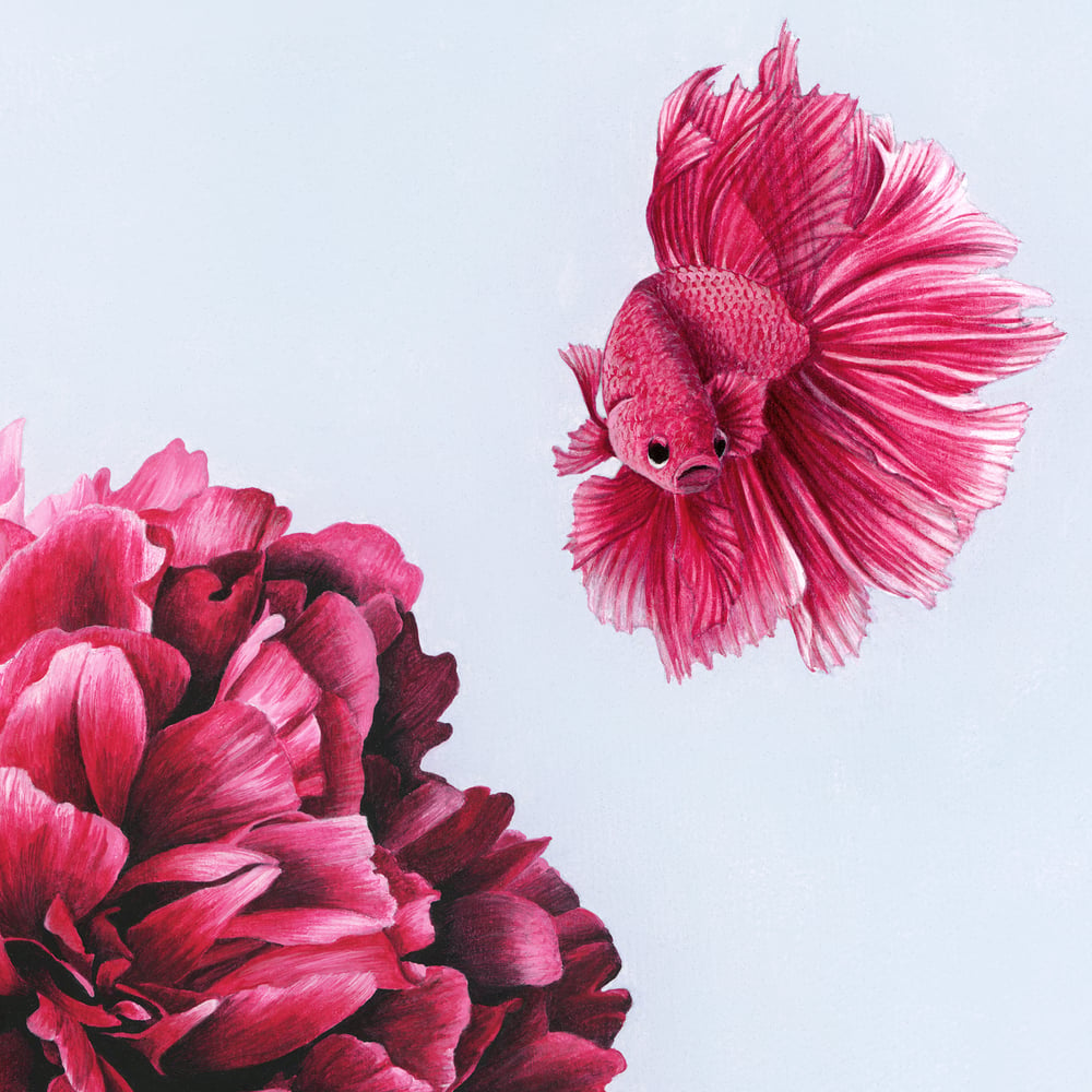 “Betta in Red” limited edition print