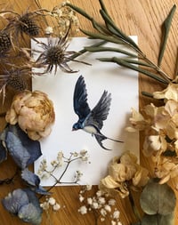 Image 1 of Barn Swallow (Hirundo rustica) – The 10,000 km Love Letter