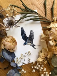 Image 2 of Barn Swallow (Hirundo rustica) – The 10,000 km Love Letter