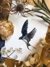 Barn swallow