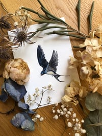 Image 4 of Barn Swallow (Hirundo rustica) – The 10,000 km Love Letter