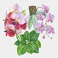 Image 1 of Orchid Sticker Set