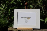 Image 2 of The Balanced Whinchat