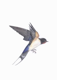 Image 1 of Barn Swallow in flight