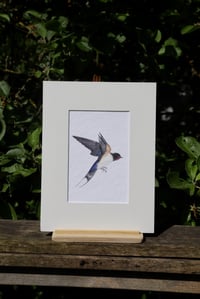 Image 2 of Barn Swallow in flight