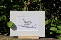 Image 2 of Goldcrest ... the little king