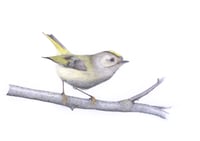 Image 1 of The Goldcrest ... the little king