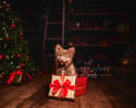 Pet Christmas Mini December 1st