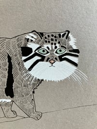 Image 2 of Pallas's Cat Print