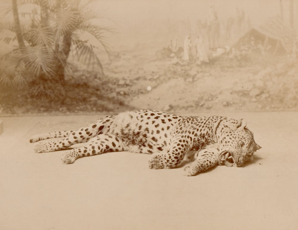 Image of Jean Geiser: dead panther, Algeria ca. 1880