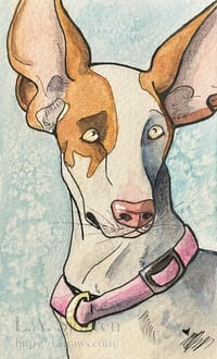 Image 1 of Ibizan Hound Watercolor Painting