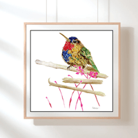 Image 3 of fiery throated hummingbird- Poster Print