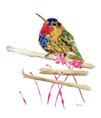 Image 4 of fiery throated hummingbird- Poster Print