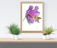 Image 1 of Rufous Hummingbird in Bloom- Poster Print