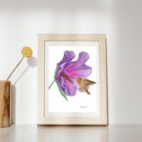 Image 5 of Rufous Hummingbird in Bloom- Poster Print
