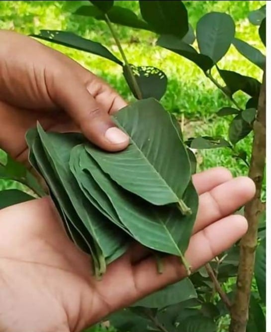 Sweet & Tart! Guava Berry Powder/Teabags/Leaves-Detoxer-Cramps-Blood Sugar-Cholesterol-Hormones