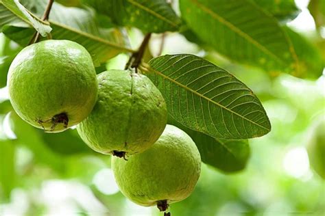 Sweet & Tart! Guava Berry Powder/Teabags/Leaves-Detoxer-Cramps-Blood Sugar-Cholesterol-Hormones