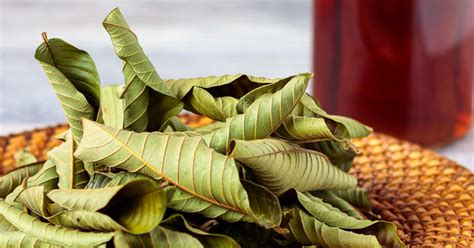 Sweet & Tart! Guava Berry Powder/Teabags/Leaves-Detoxer-Cramps-Blood Sugar-Cholesterol-Hormones