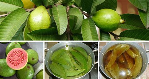 Sweet & Tart! Guava Berry Powder/Teabags/Leaves-Detoxer-Cramps-Blood Sugar-Cholesterol-Hormones