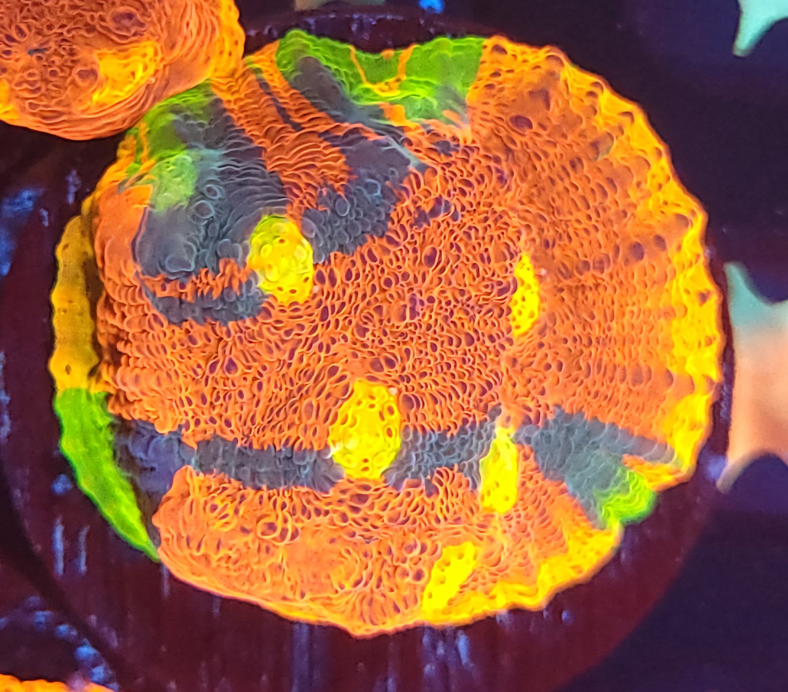 CB Rainbow Crush Chalice | Coral Life