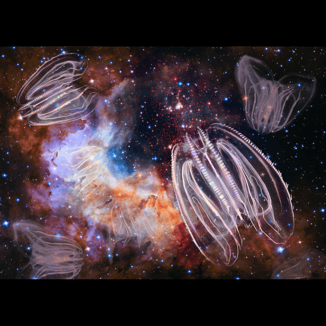 Ctenophores in Space [Mnemiopsis leidyi] | Art Prints & Stickers
