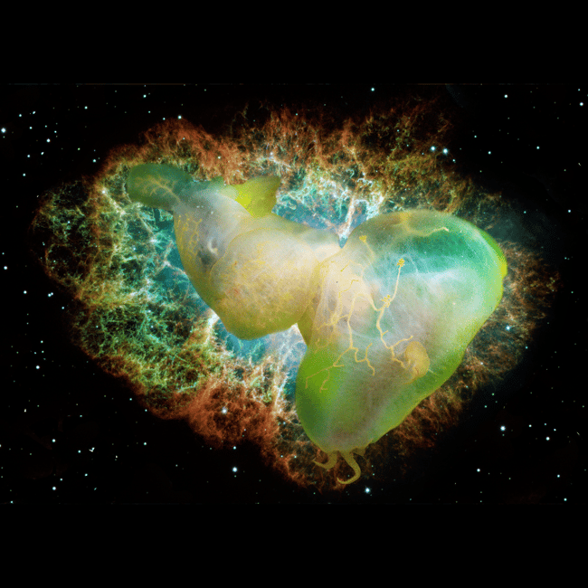 Melibe leonina in Space | Art Prints & Stickers