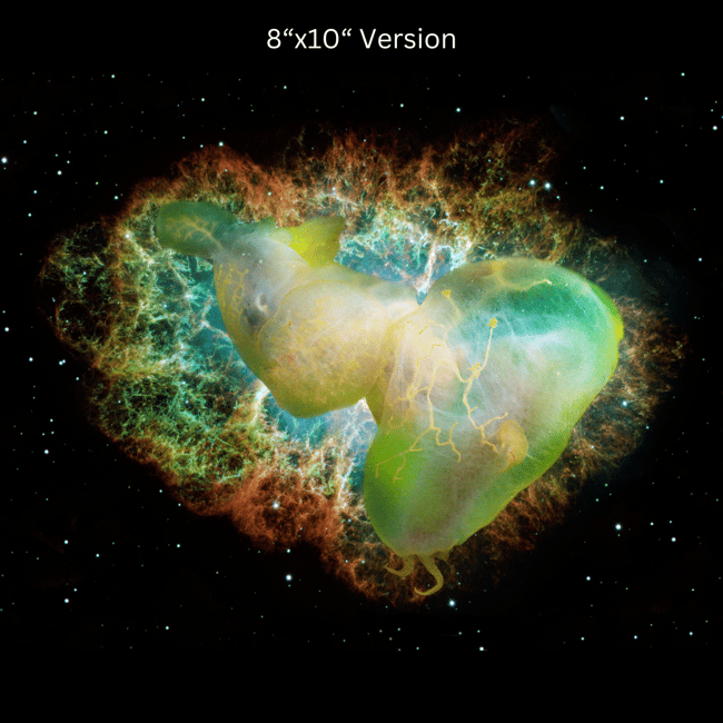 Melibe leonina in Space | Art Prints & Stickers