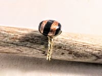 Image 2 of BLACK AND GOLD STRIPED ADJUSTABLE WIRE WRAP RING (ITEM #2562)