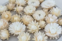 Image 3 of 70 Strawflower Heads - Off White/Cream