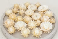 Image 1 of 70 Strawflower Heads - Off White/Cream