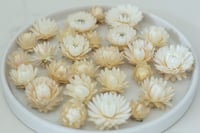 Image 4 of 70 Strawflower Heads - Off White/Cream