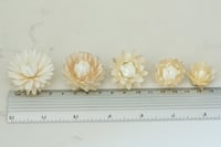 Image 2 of 70 Strawflower Heads - Off White/Cream