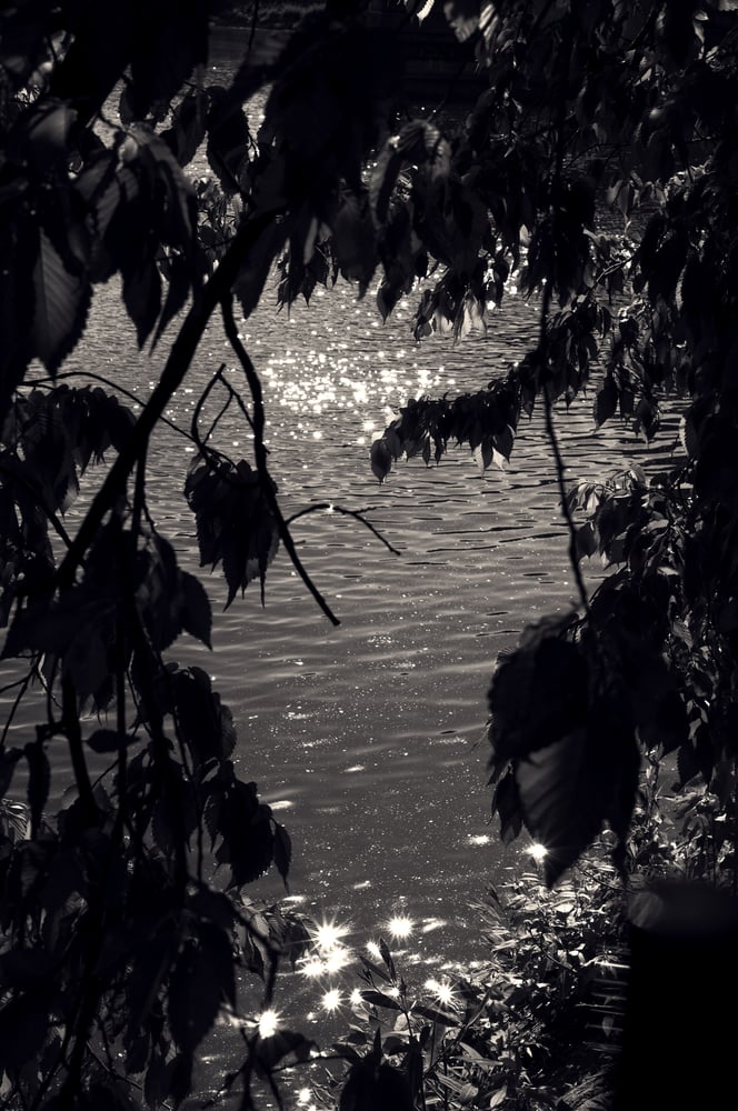 Image of through the leaves