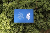 Image 2 of Monstera Adansonii Duo Cyanotype