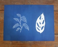 Image 3 of Monstera Adansonii Duo Cyanotype