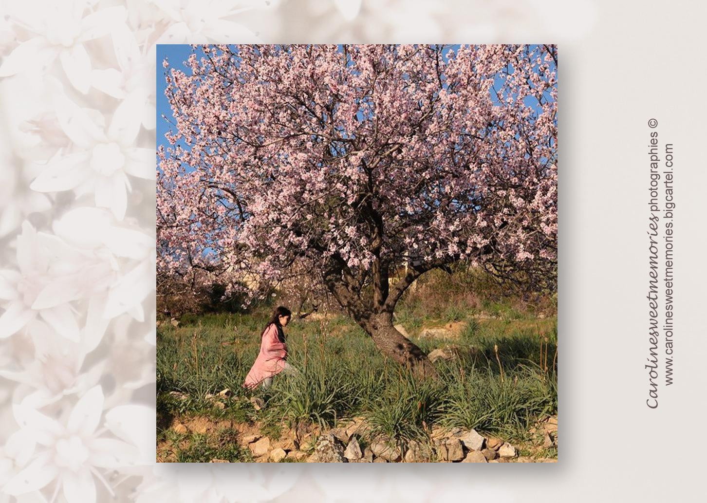 Image of  Série "Arbres en fleurs"