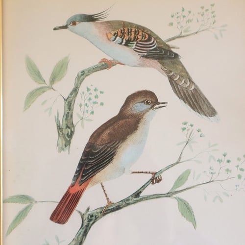 Image of Duo d'oiseaux de printemps