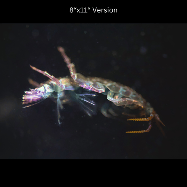 Green and Purple Amphipod | Art Prints