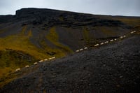 Sheeps Crossing