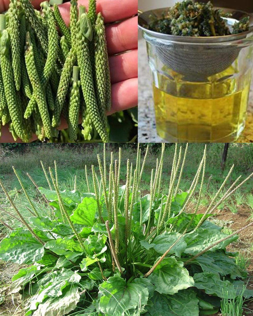 PLANTA-SOLE! Leaky Gut-Smoking-Toner-Bleeding-Skin Conditions-Respiratory-Autoimmune-Mosquitoes