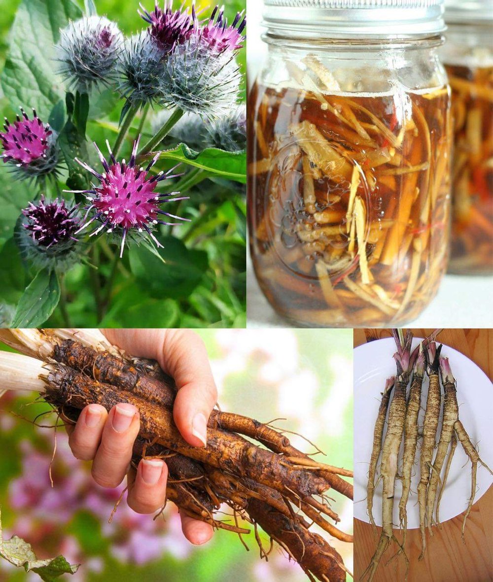 HUNGER NOT! Bulgarian Burdock Root-Hormone Balance-Purifier-Appetite Suppress-Lymphatic-UV-Herpes
