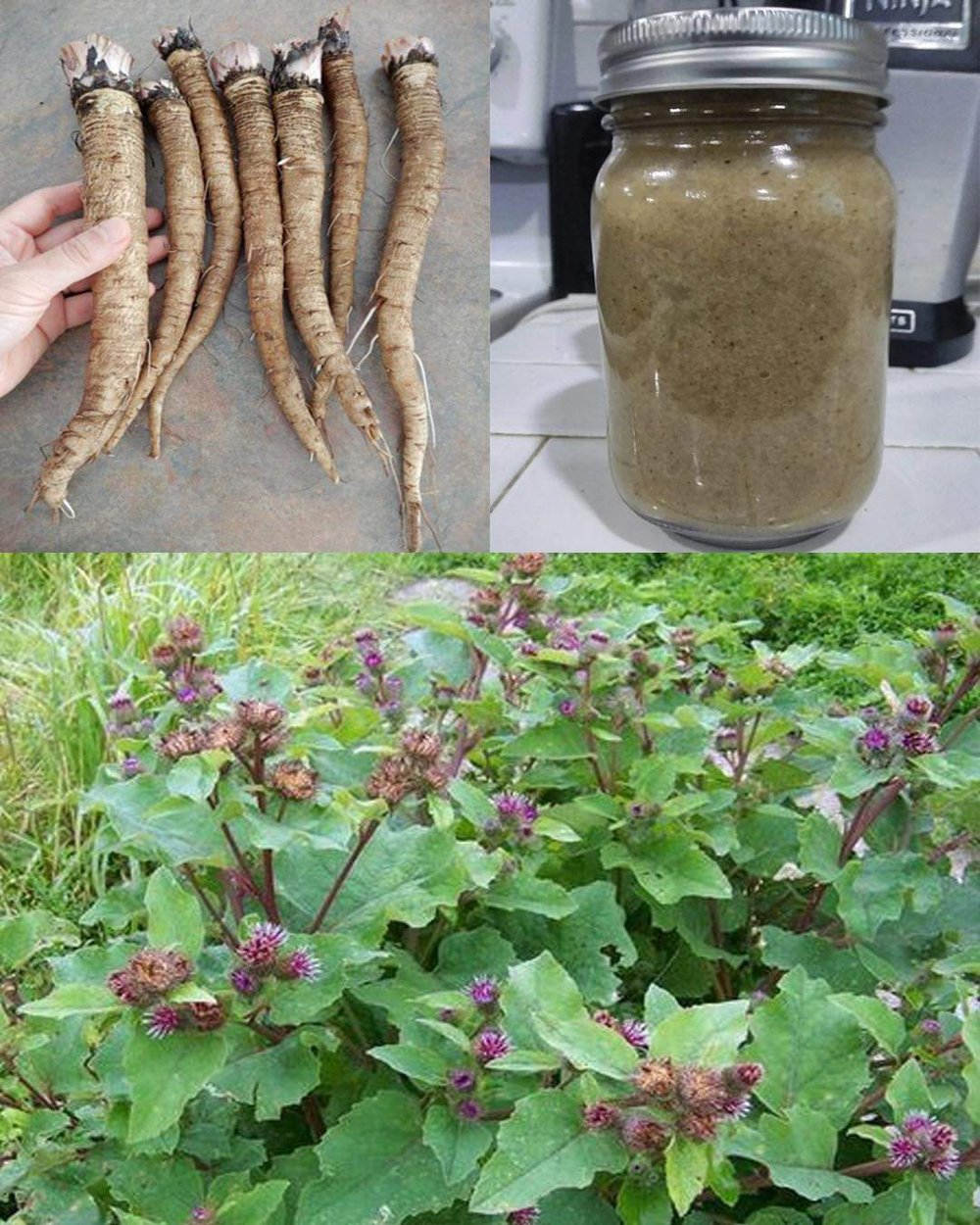 HUNGER NOT! Bulgarian Burdock Root-Hormone Balance-Purifier-Appetite Suppress-Lymphatic-UV-Herpes