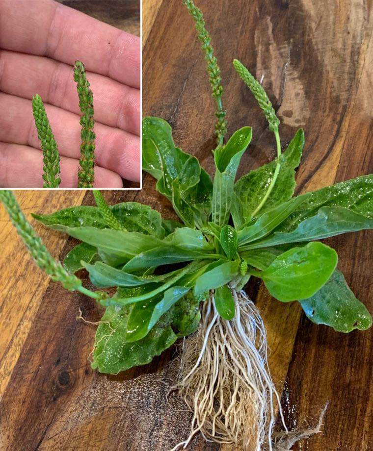 PLANTA-SOLE! Leaky Gut-Smoking-Toner-Bleeding-Skin Conditions-Respiratory-Autoimmune-Mosquitoes