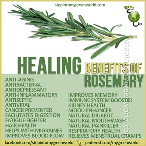Rosey Mary Leaf Of Rosemary Tea. Sedative-Memory/Concentration-Pain-Immunity Booster-Circulation