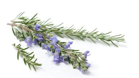 Rosey Mary Leaf Of Rosemary Tea. Sedative-Memory/Concentration-Pain-Immunity Booster-Circulation