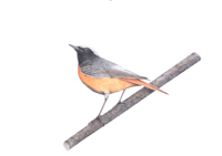 The Redstart